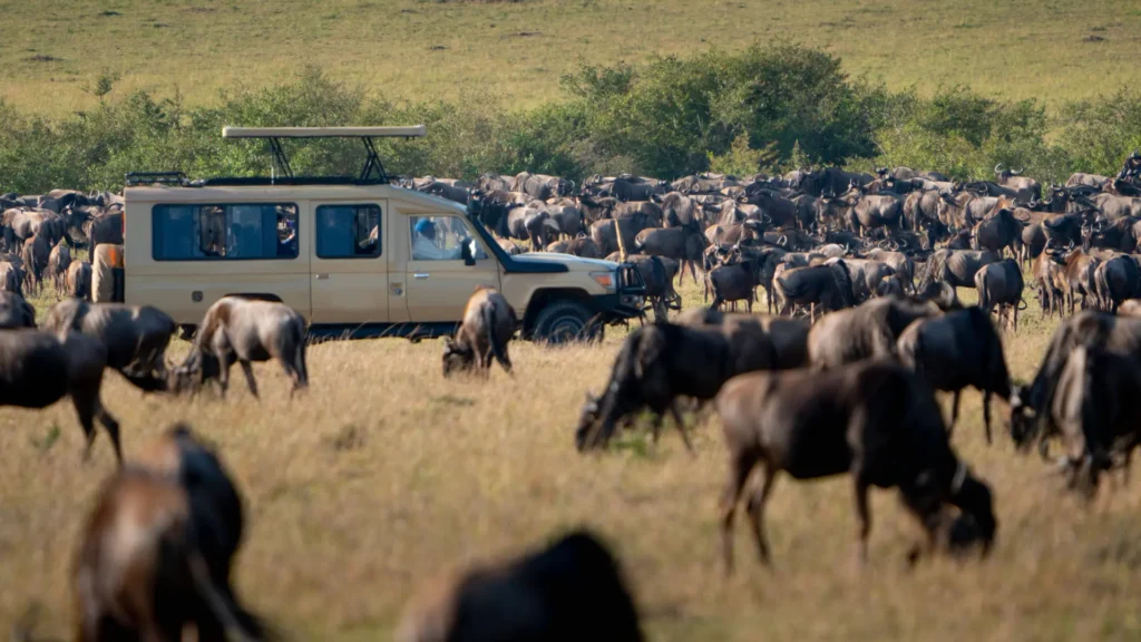 jipe de safari e gnus
